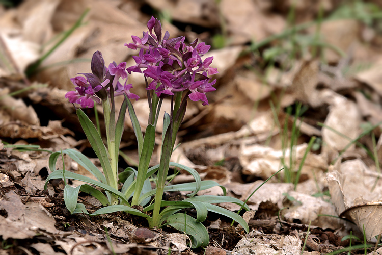 Dactylorhiza romana / Orchide romana